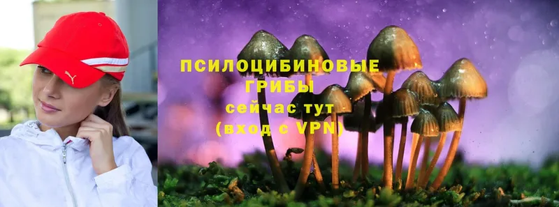 где купить наркотик  Мурманск  Галлюциногенные грибы Psilocybine cubensis 